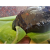 Tirunelveli Aloe Vera Halwa